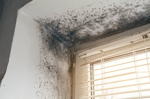 Affordable Attic Mold Remediation solutions in Jamestown, CO