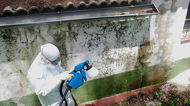 Top rated local Attic Mold Remediation specialists in Jamestown, CO